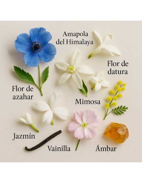 VERSO by LAROME (4F) Perfume Femenino - Pirámide olfativa