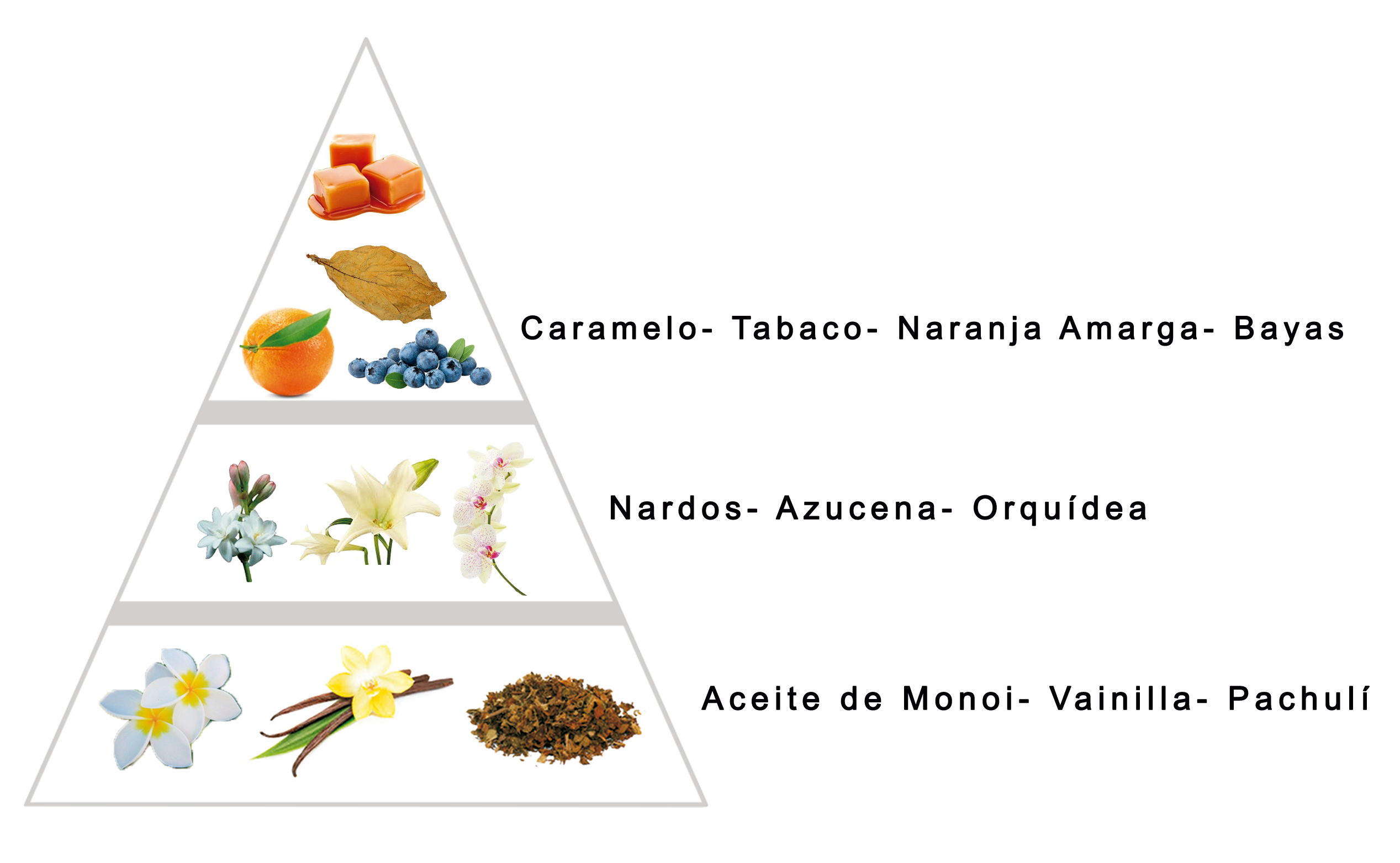 Olfactive pyramid of Chemical Ecstasy by Larome, floral aromatic fragrance inspired by Cocaine by Frank Boclet