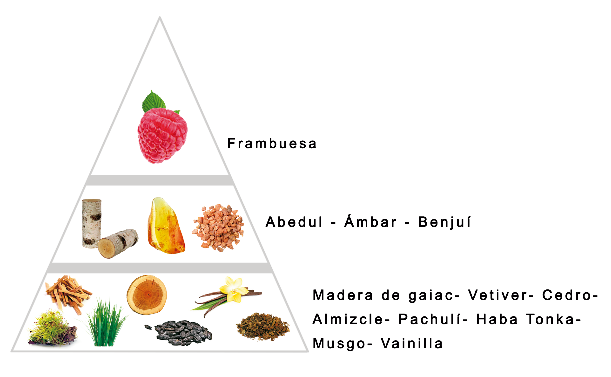 Olfactory pyramid of Southern by Larome, an oriental woody fragrance inspired by Orto Parisi Terroni