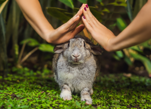 Lapin sans cruauté