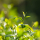 Árbol de té: beneficios en la aromaterapia