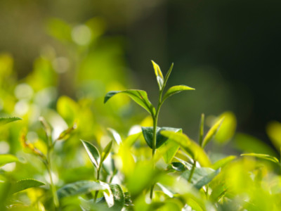 Árbol de té: beneficios en la aromaterapia