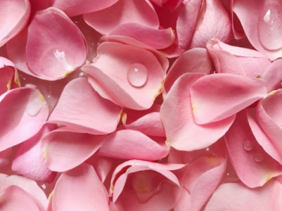 Create your own rose water at home